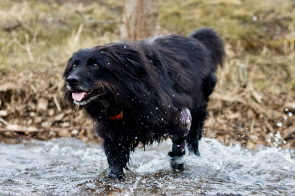 Wasserfestes Hilfsmittel für den Hund