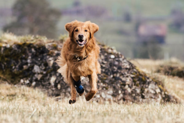 Orthopädische Hilfsmittel für Hunde