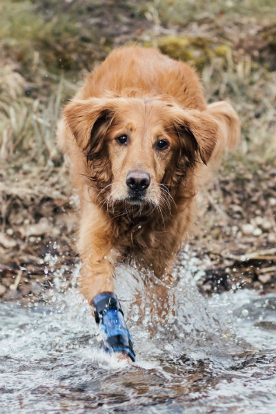 Schienen für Hunde