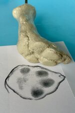 Gipsabdruck mit Pfote