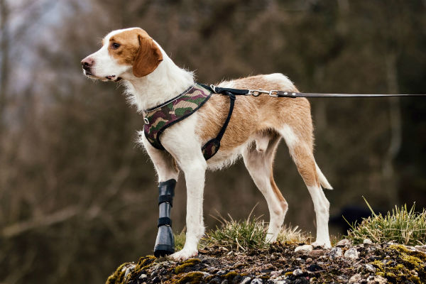 Hund mit Amputation am Vorderbein